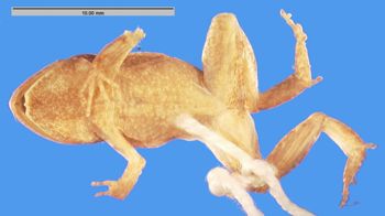 Media type: image; Herpetology A-23494